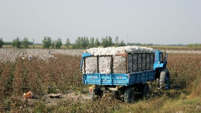 Cotton farm Uzbekistan