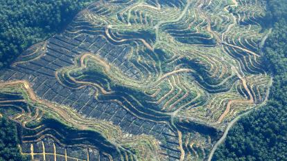 Indonesia palm oil plantation