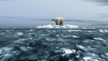 polar bear and climate risk