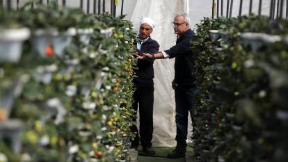 Palestinian farmers inspect growing produce in a vertical farm