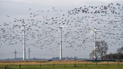 Wind farm birds